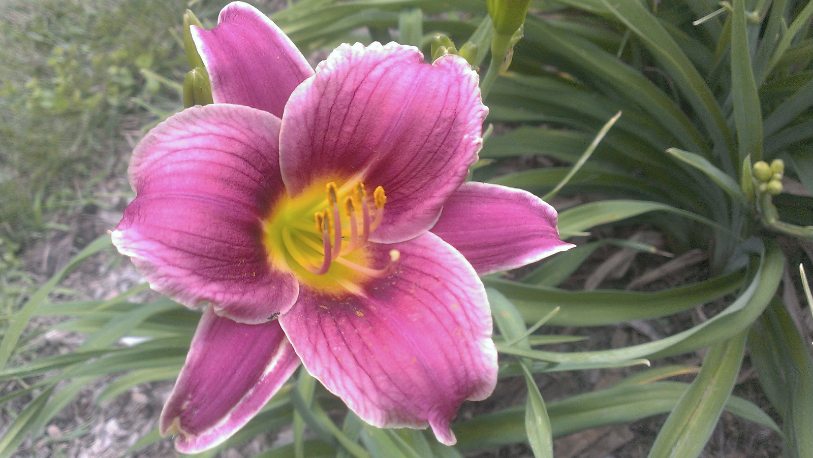 Daylily